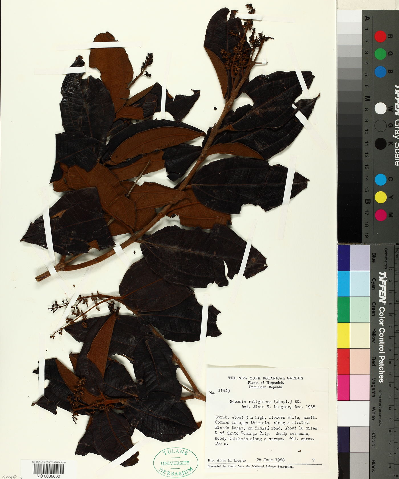 Miconia rubiginosa image