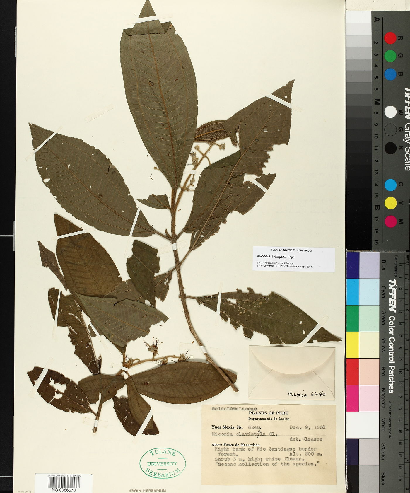 Miconia stelligera image