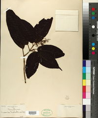 Image of Acinodendron trichotomum