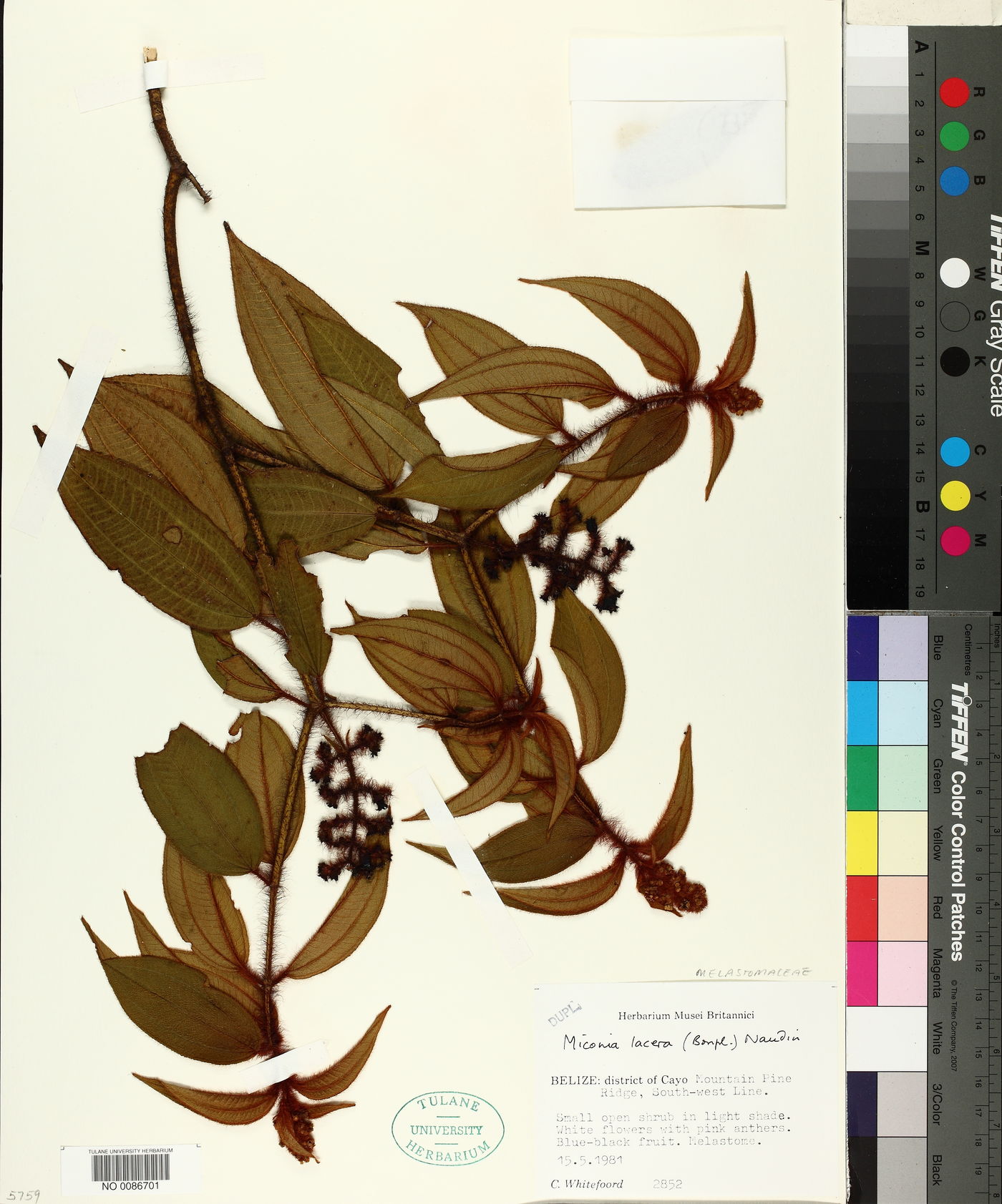 Miconia lacera image