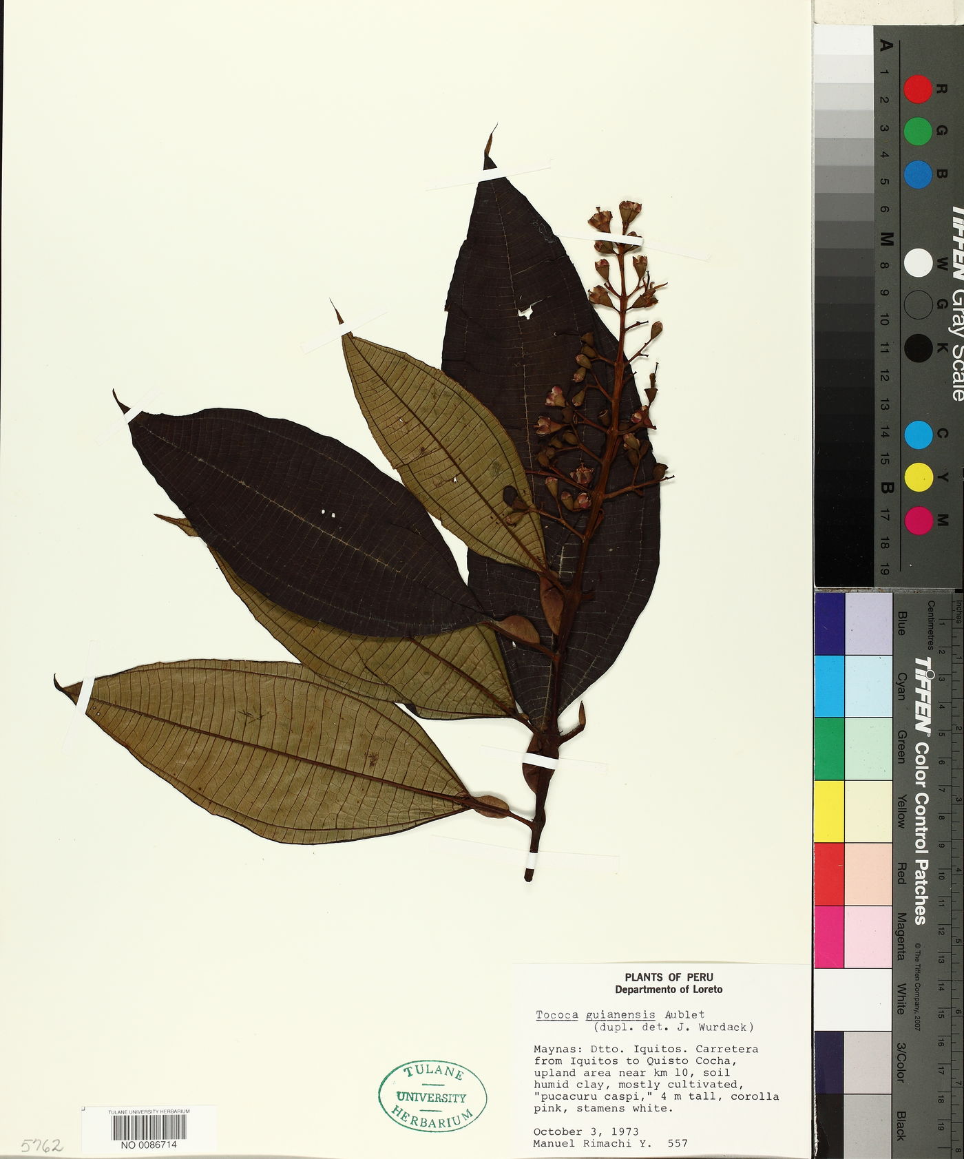Tococa guianensis image