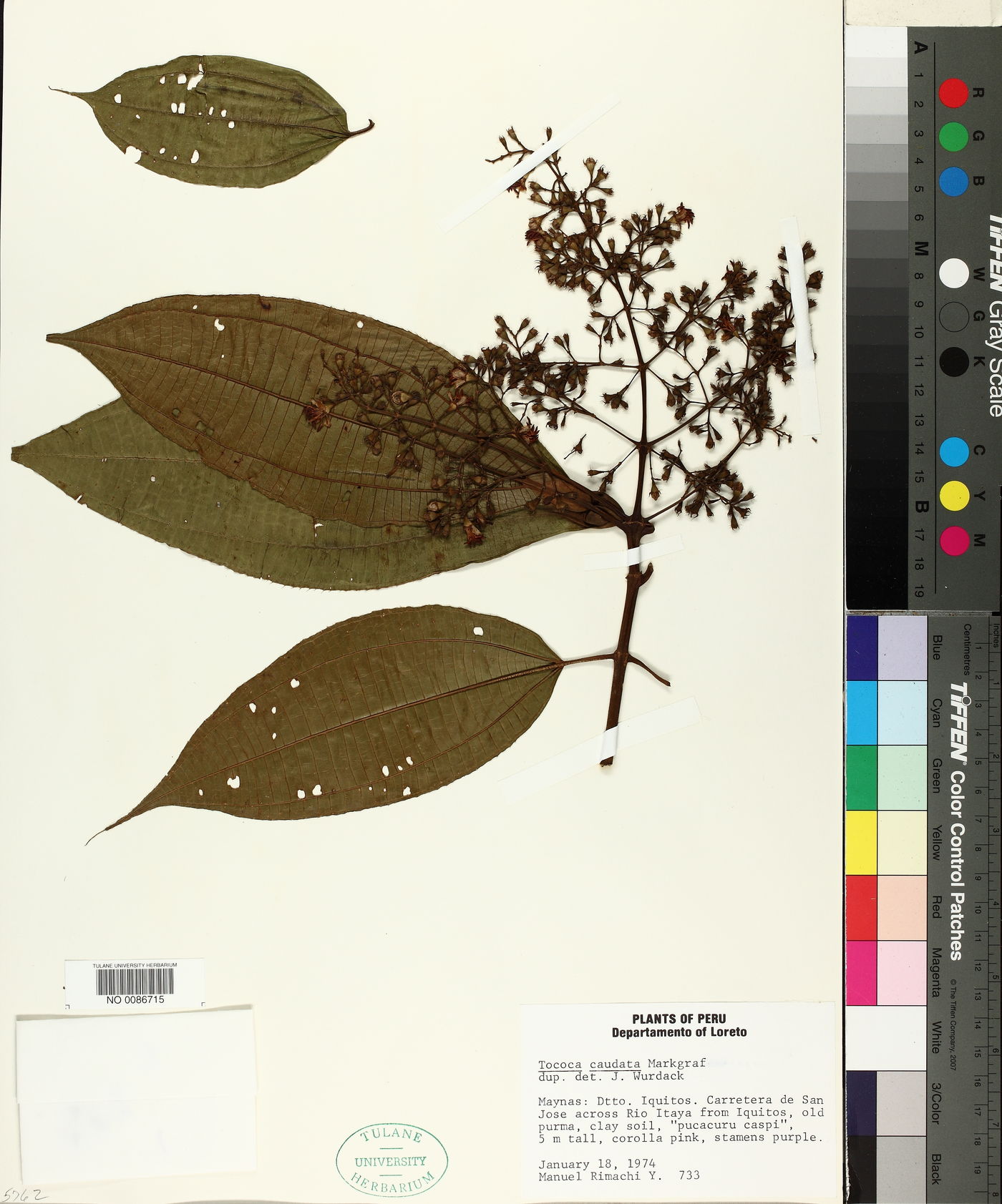 Miconia tococaudata image