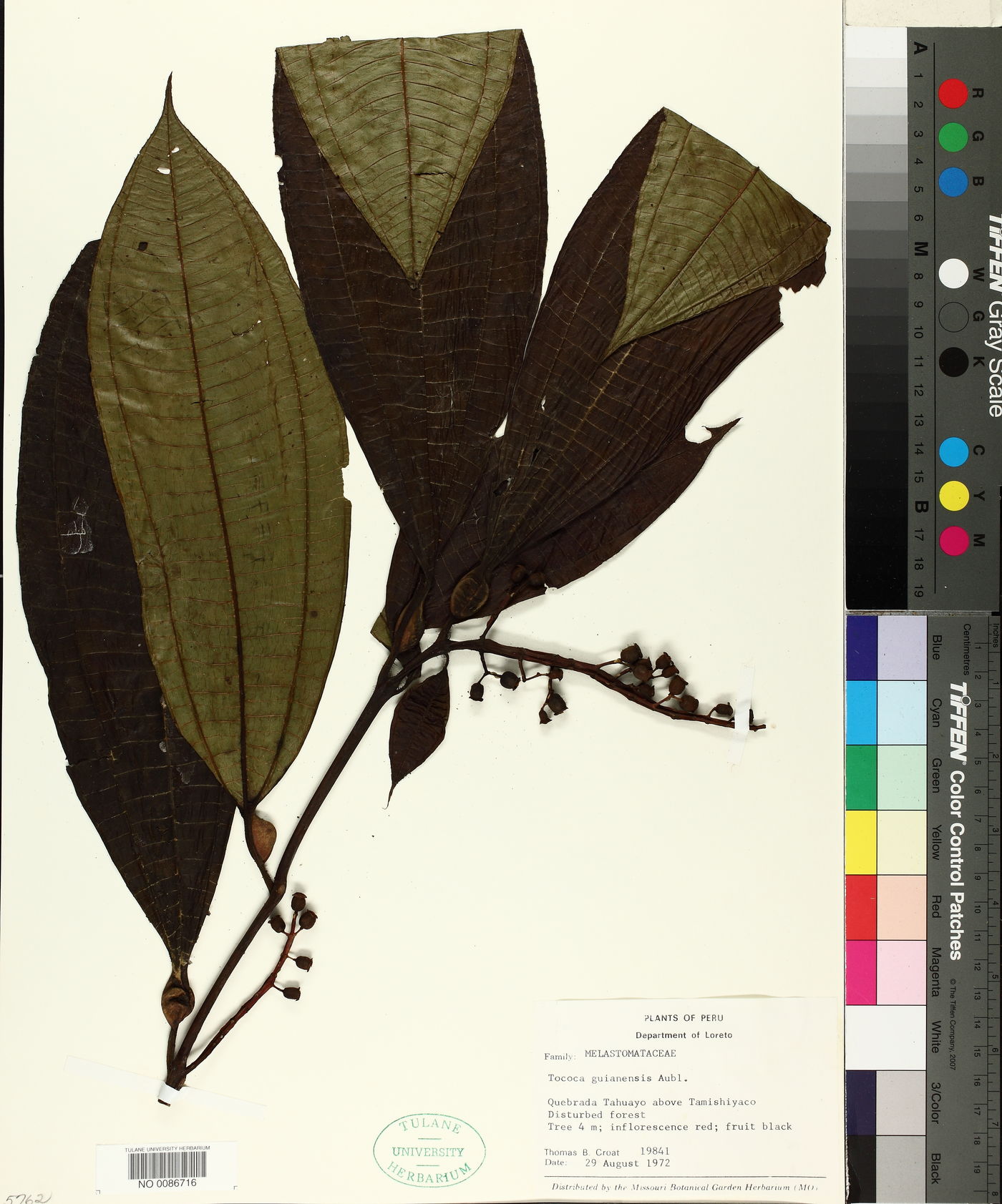 Tococa guianensis image