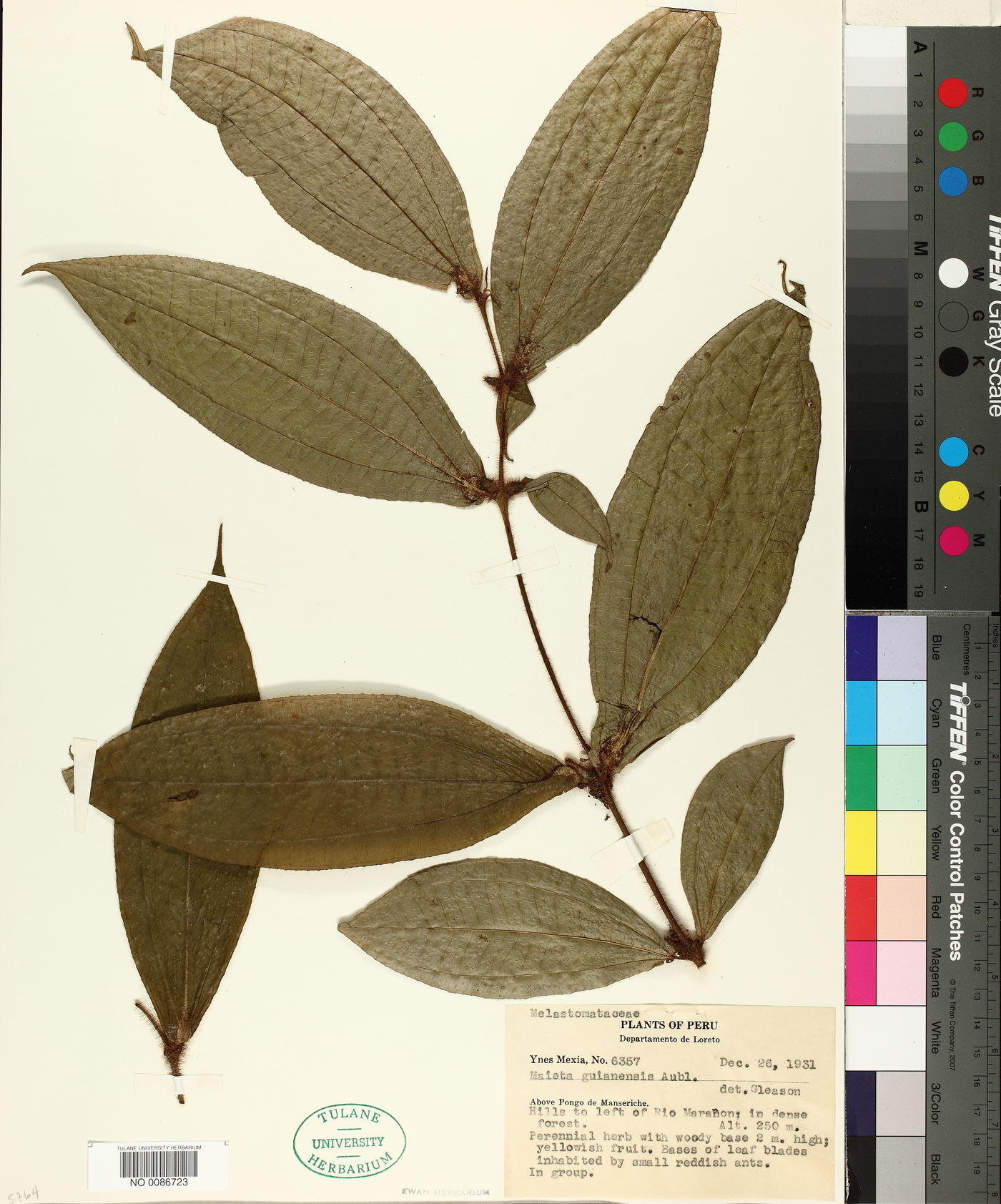 Maieta guianensis image