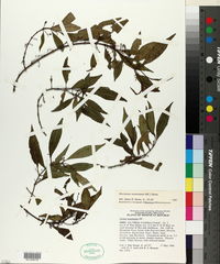 Image of Mecranium acuminatum