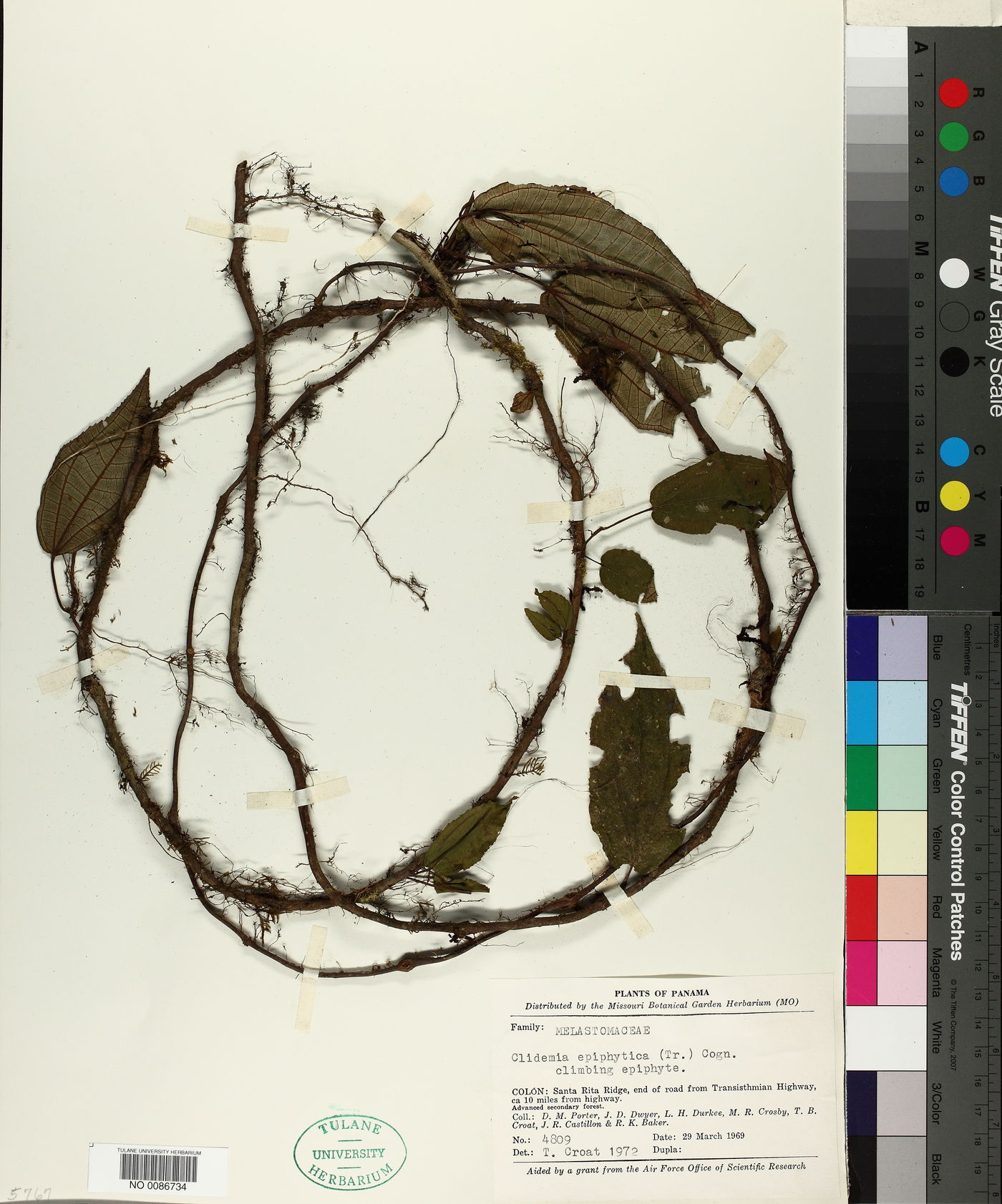 Clidemia epiphytica image