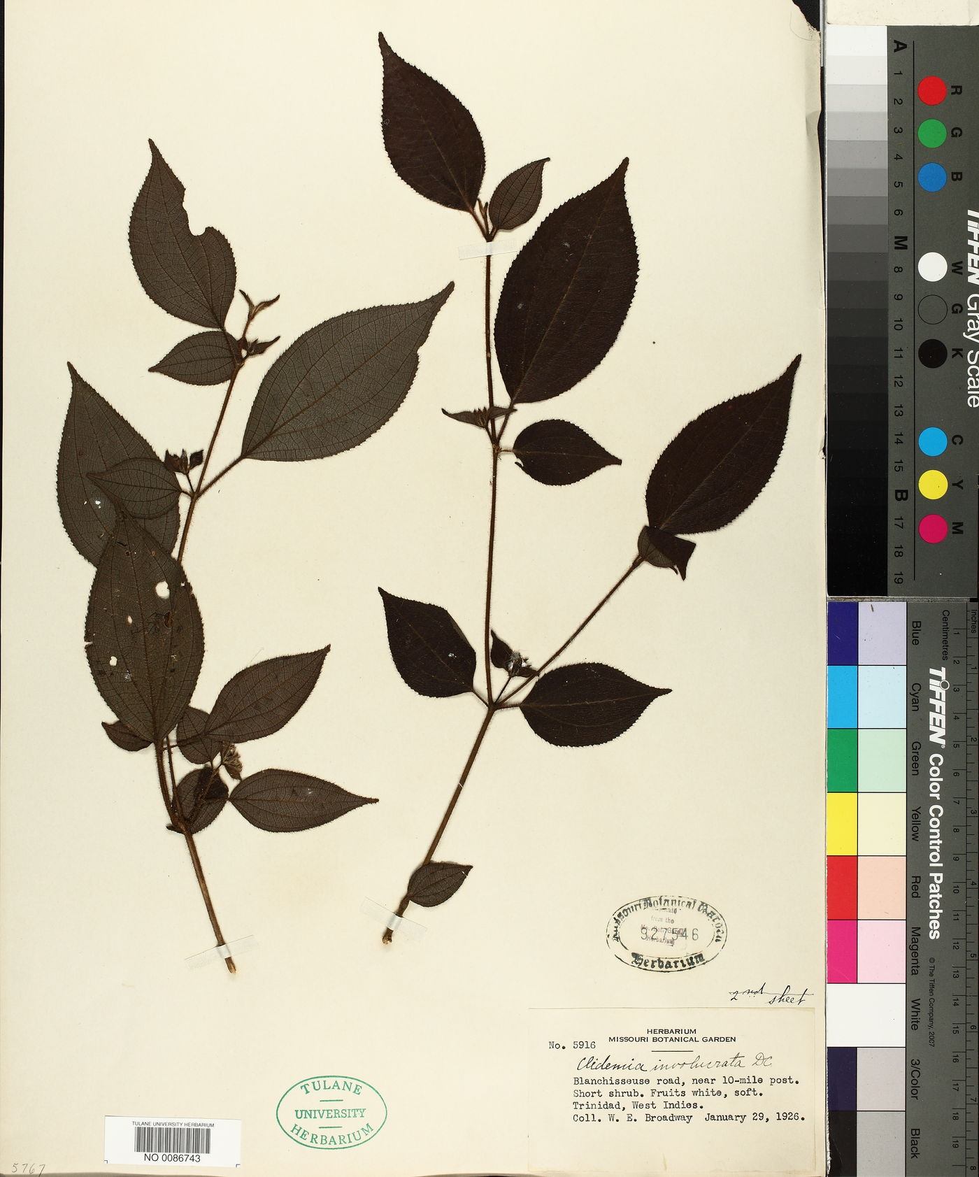 Miconia cephaloides image