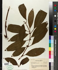 Miconia leamarginata image