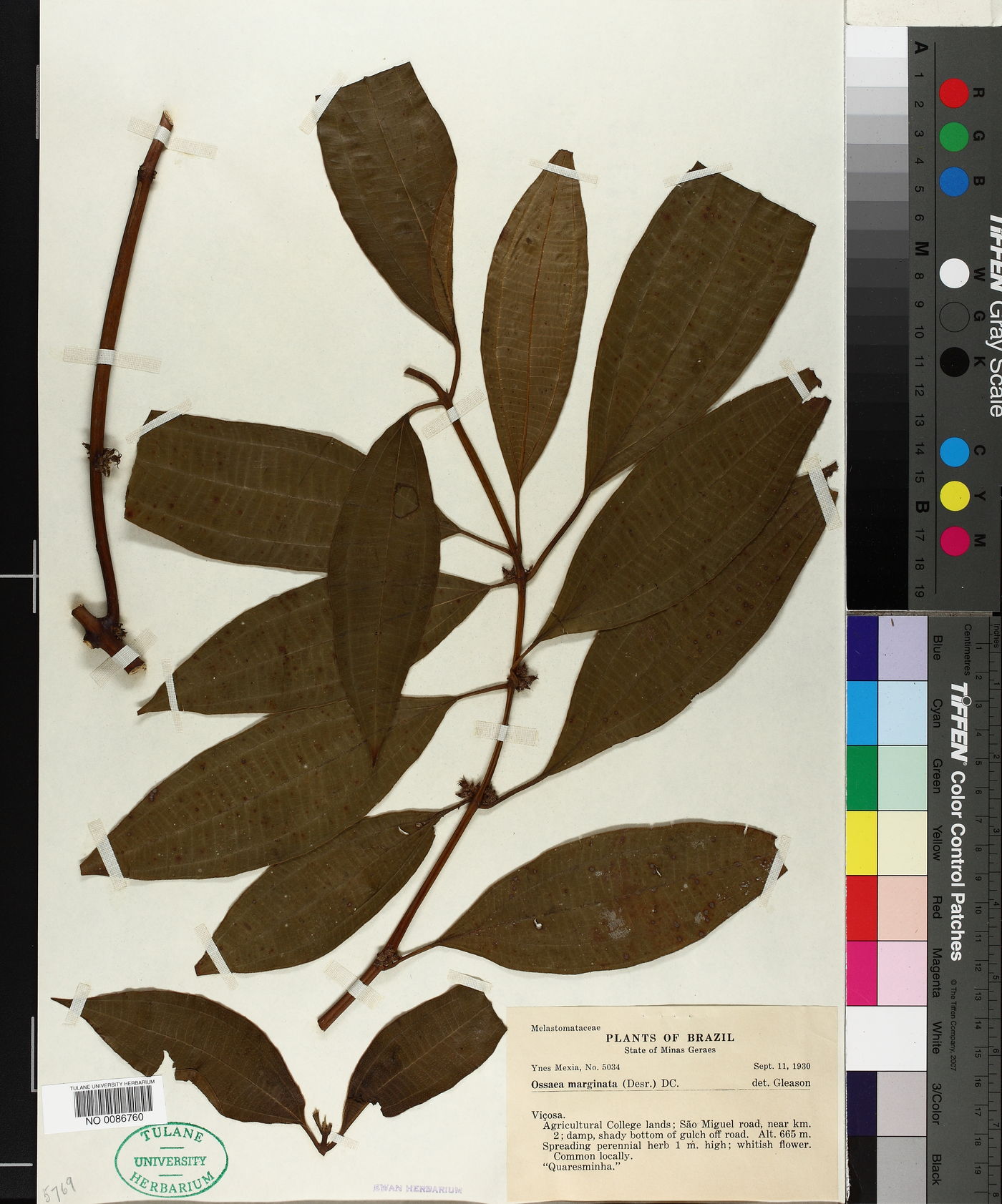 Miconia leamarginata image