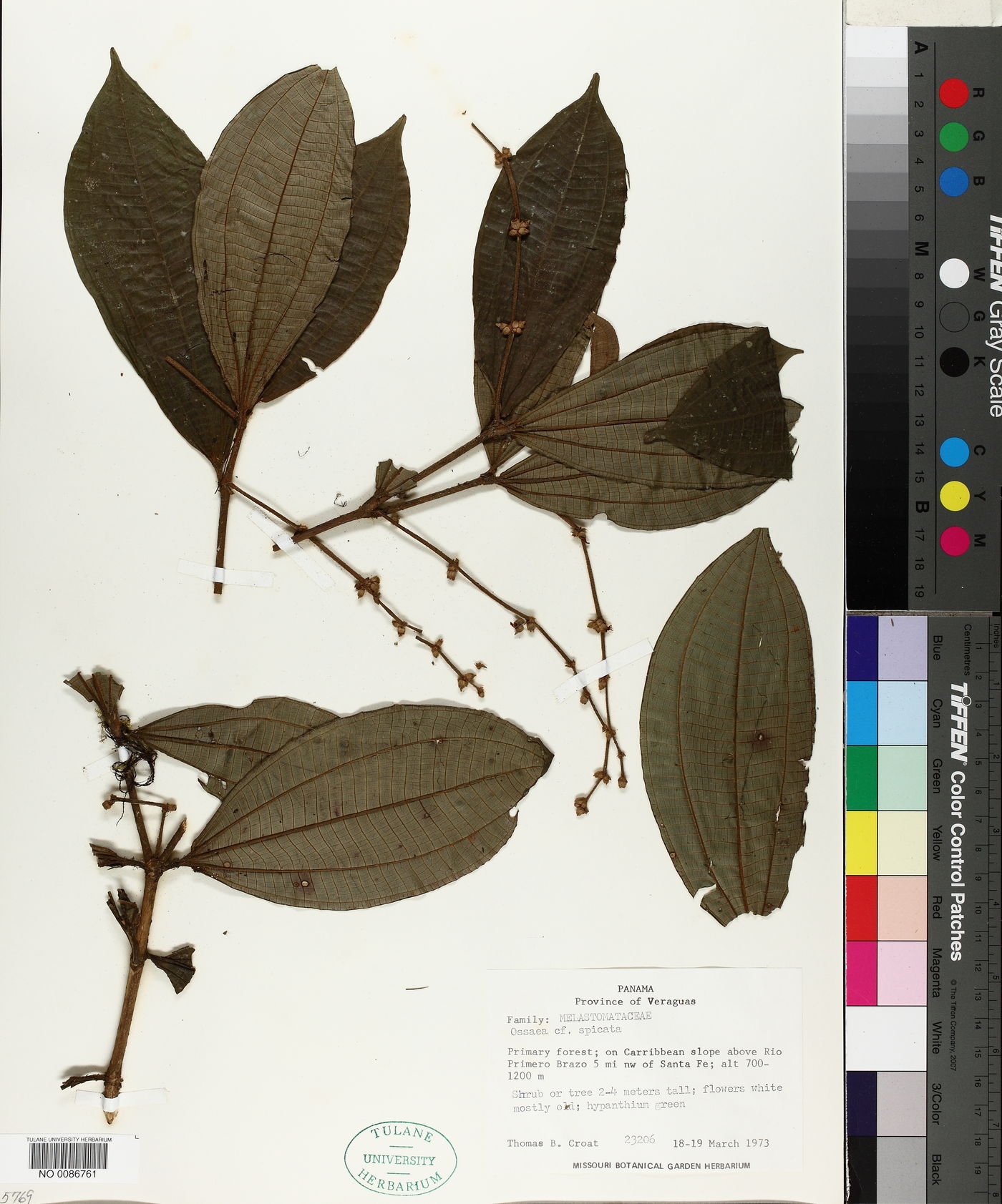 Miconia spiciformis image