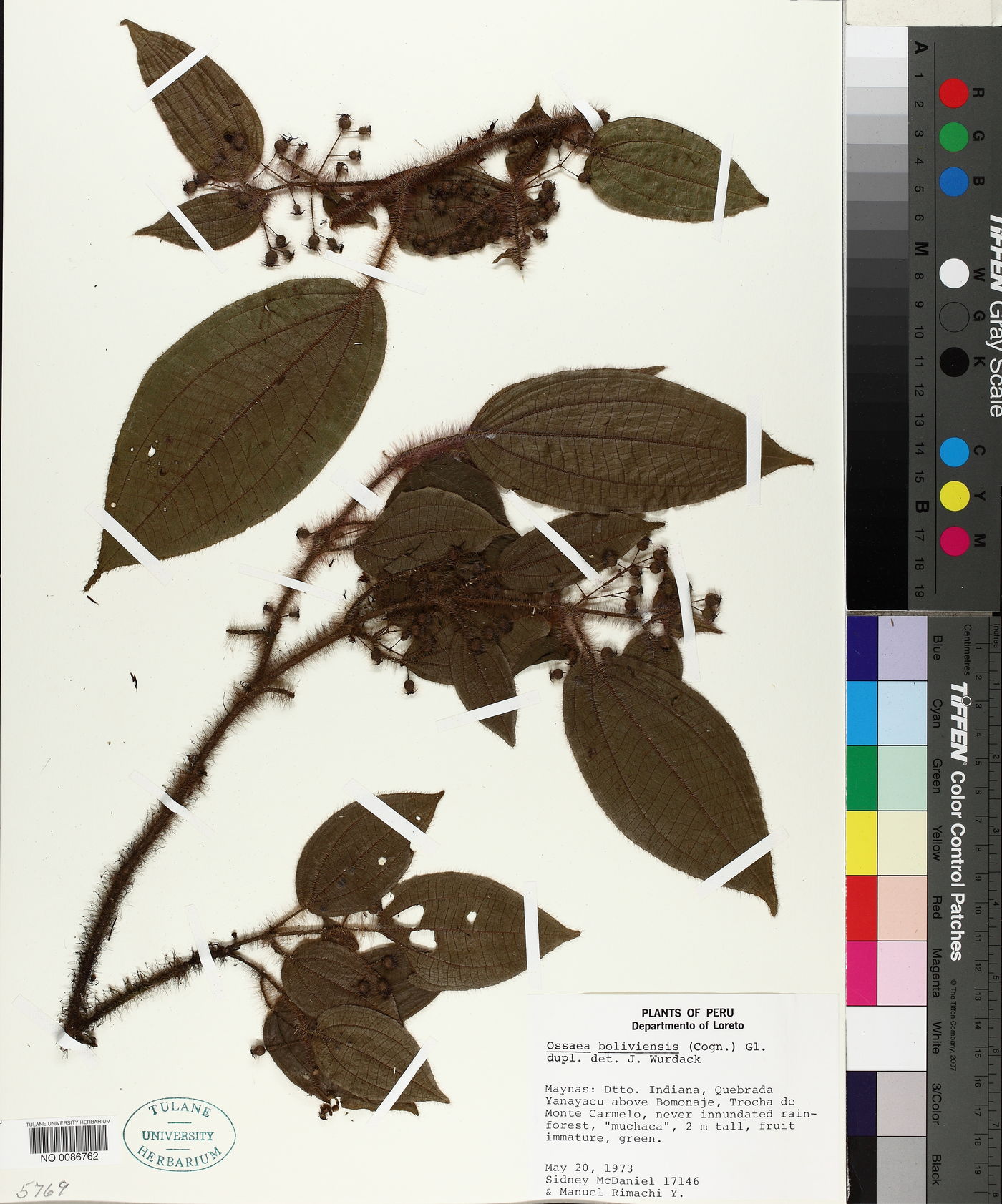 Miconia violascens image