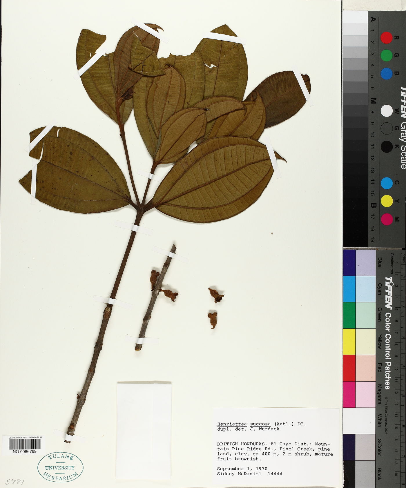 Henriettea succosa image