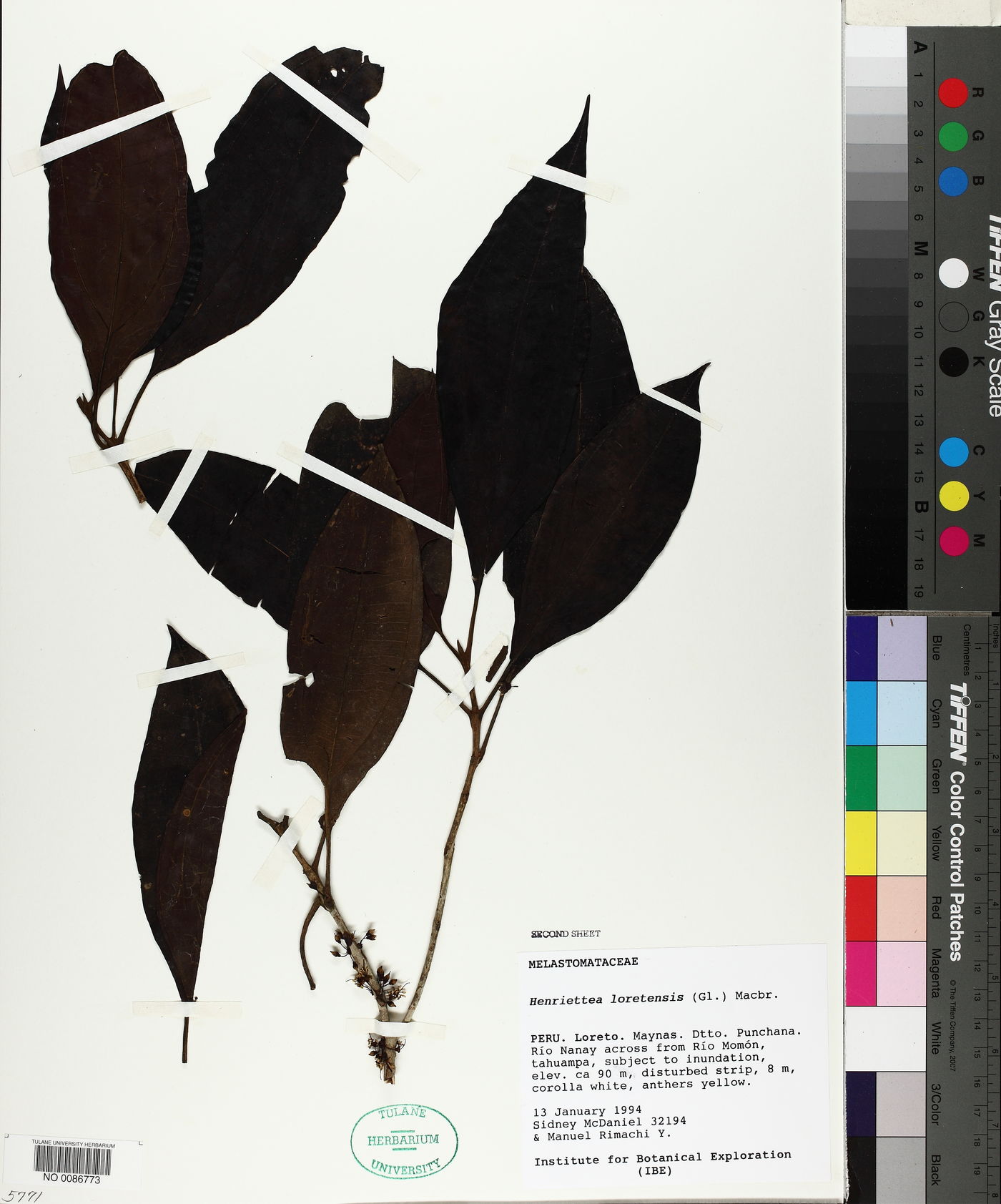 Henriettea loretensis image
