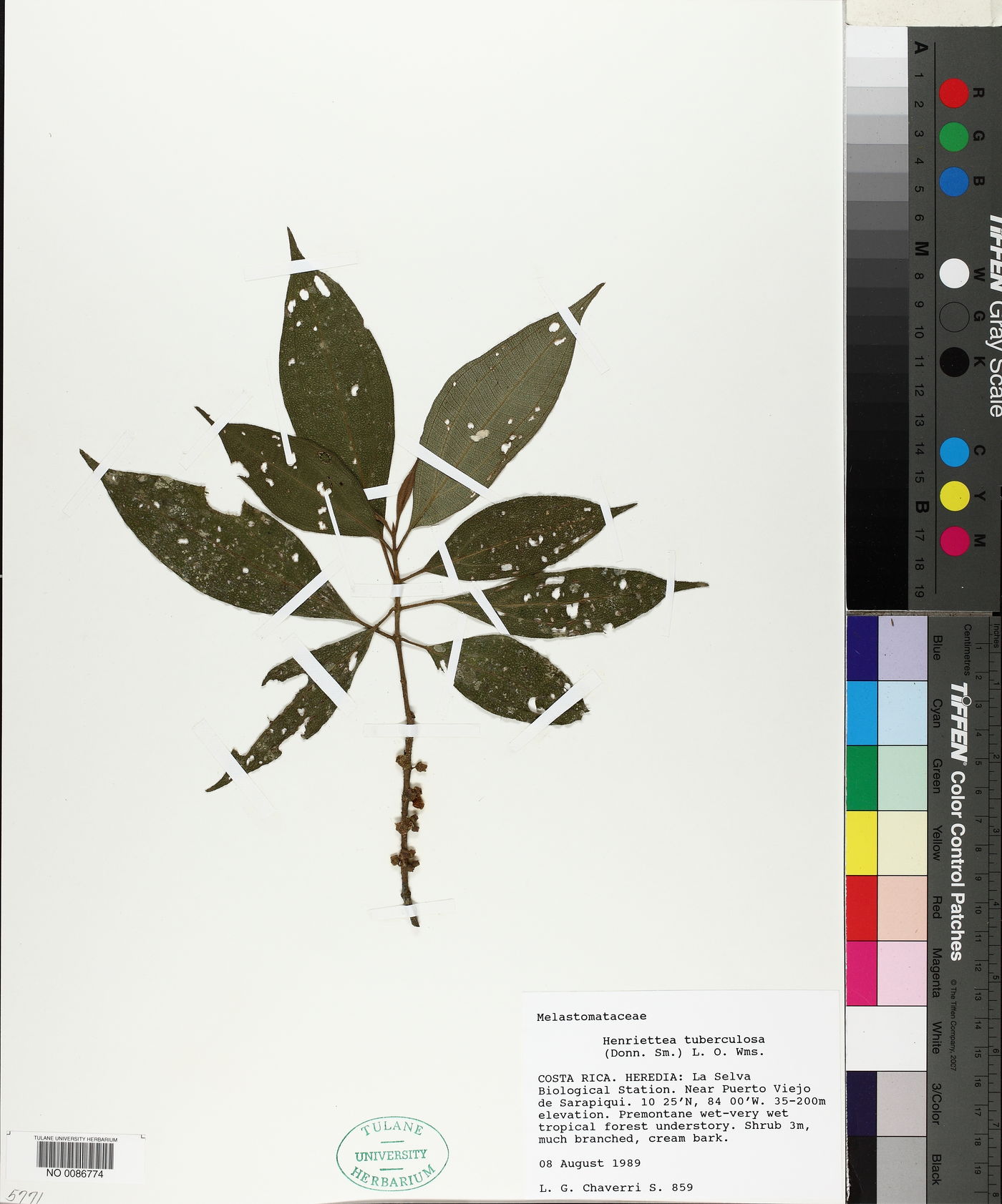 Henriettea tuberculosa image