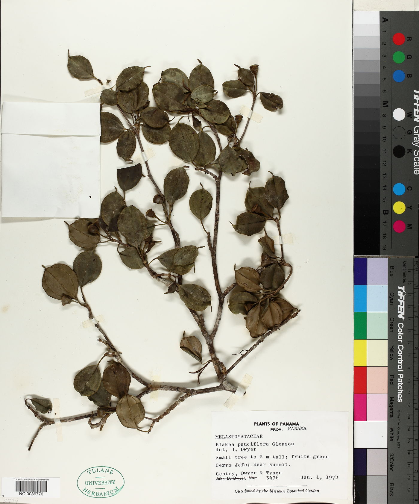 Blakea pauciflora image