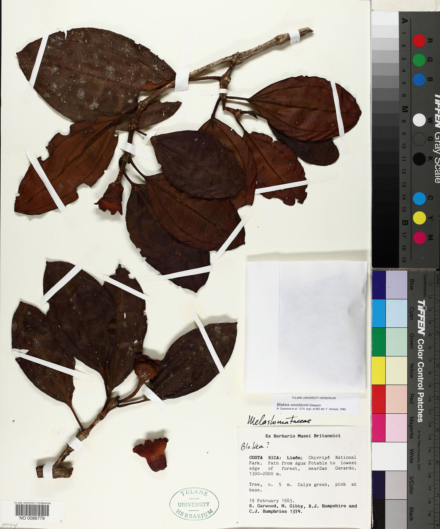 Blakea storkii image