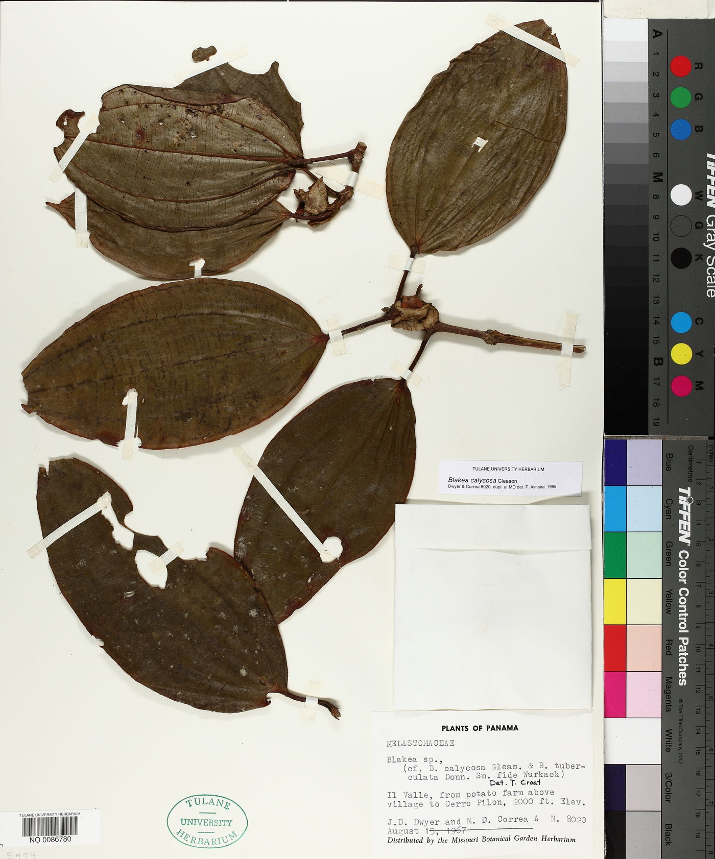 Blakea calycosa image