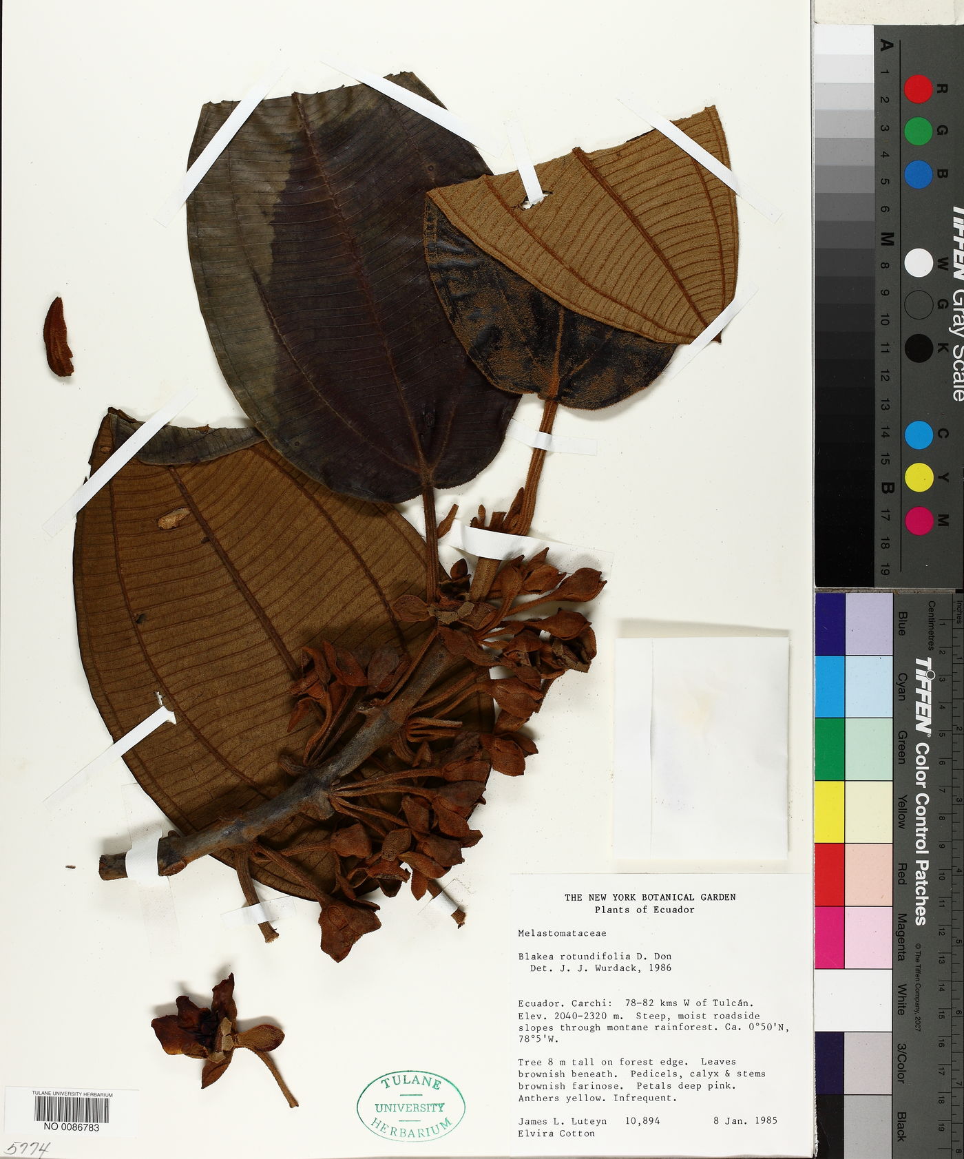 Blakea rotundifolia image