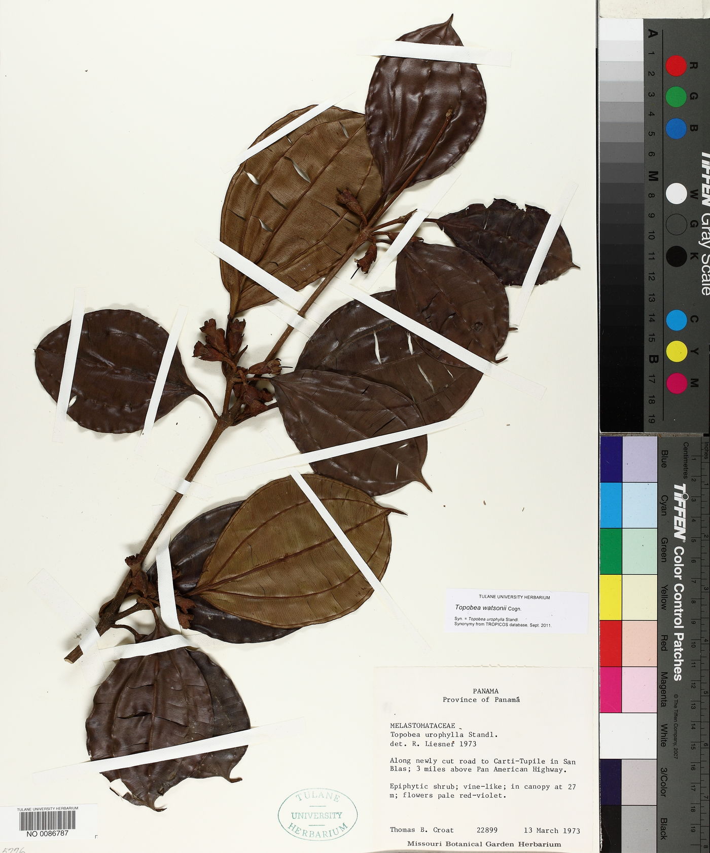 Topobea watsonii image