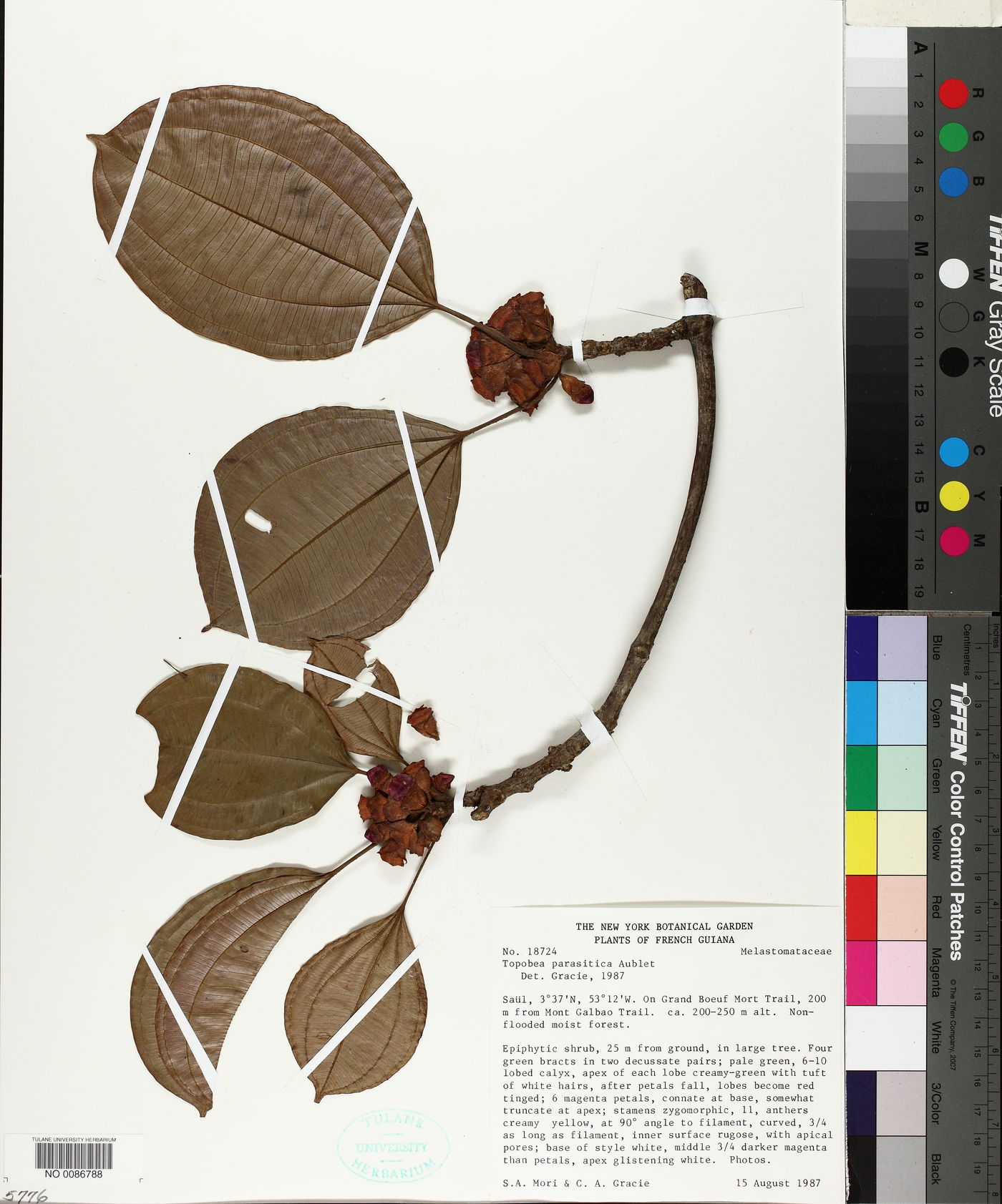 Blakea parasitica image