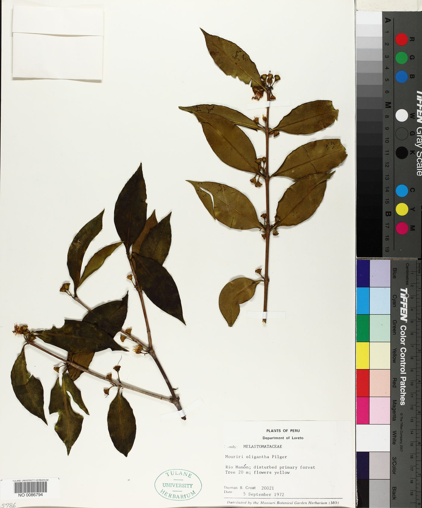 Mouriri oligantha image