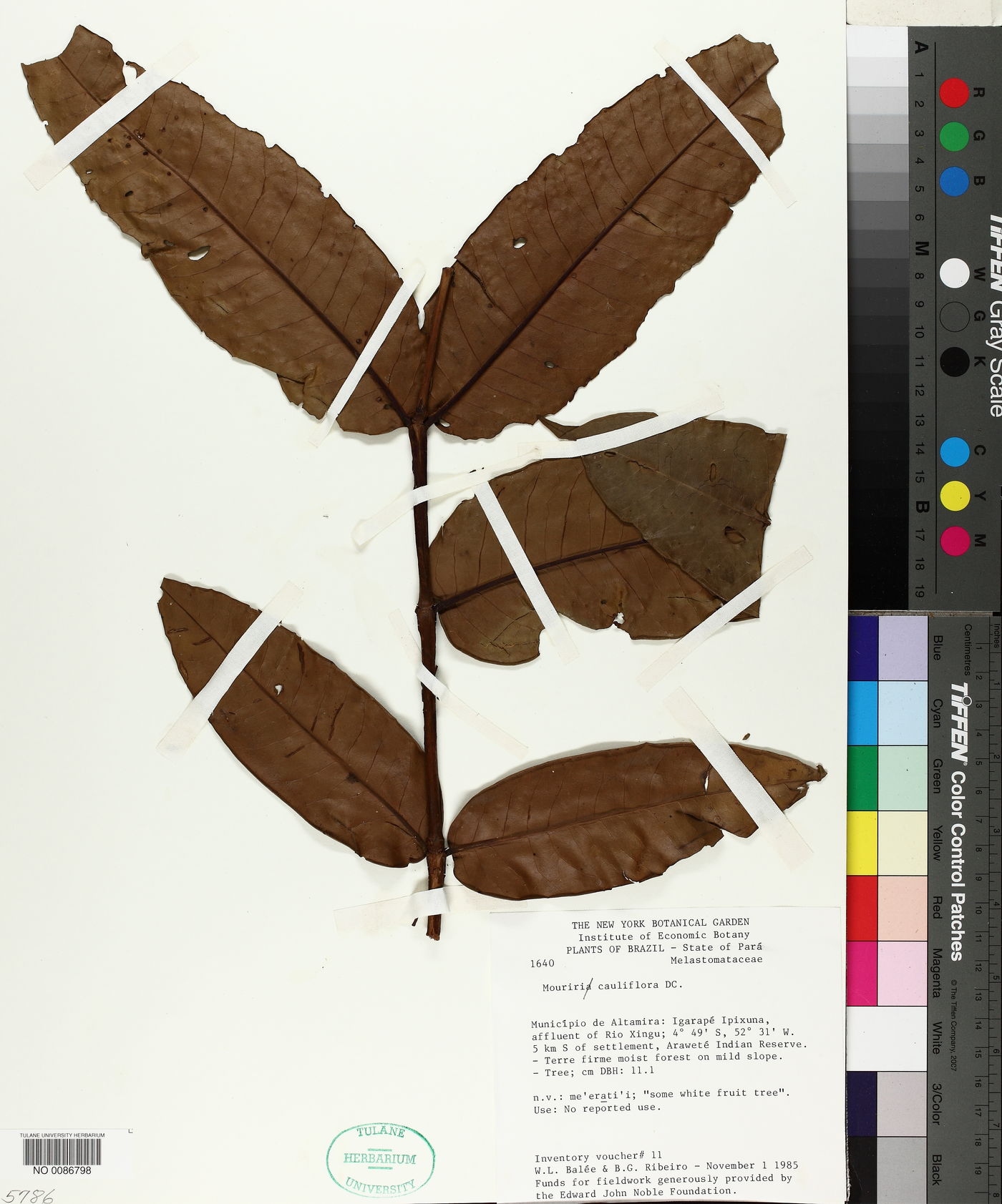 Mouriri cauliflora image
