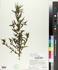 Ludwigia decurrens image