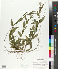 Ludwigia decurrens image