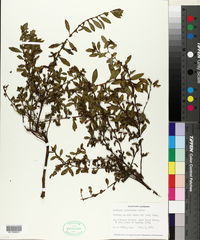 Ludwigia glandulosa image