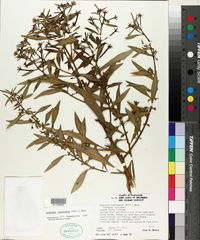 Ludwigia leptocarpa image