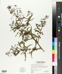 Ludwigia leptocarpa image