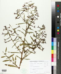 Ludwigia leptocarpa image