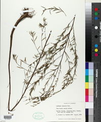 Ludwigia linearis image