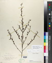 Ludwigia linearis image