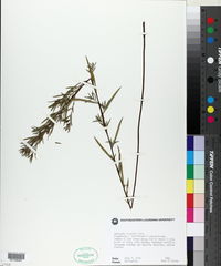 Ludwigia linearis image