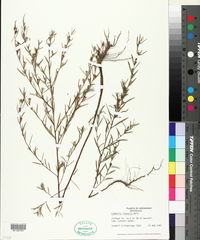 Ludwigia linearis image