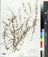 Ludwigia linearis image