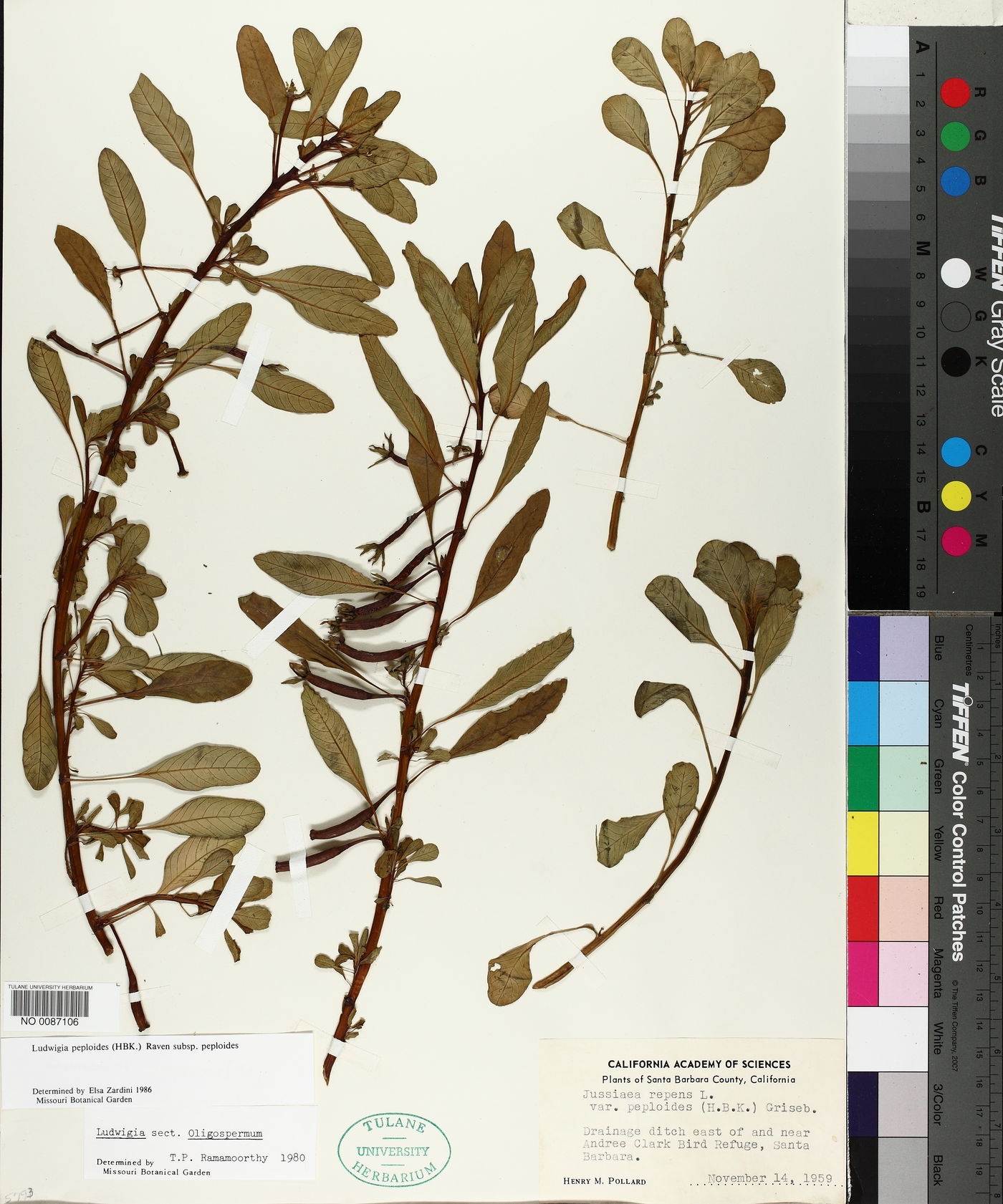 Ludwigia peploides subsp. peploides image