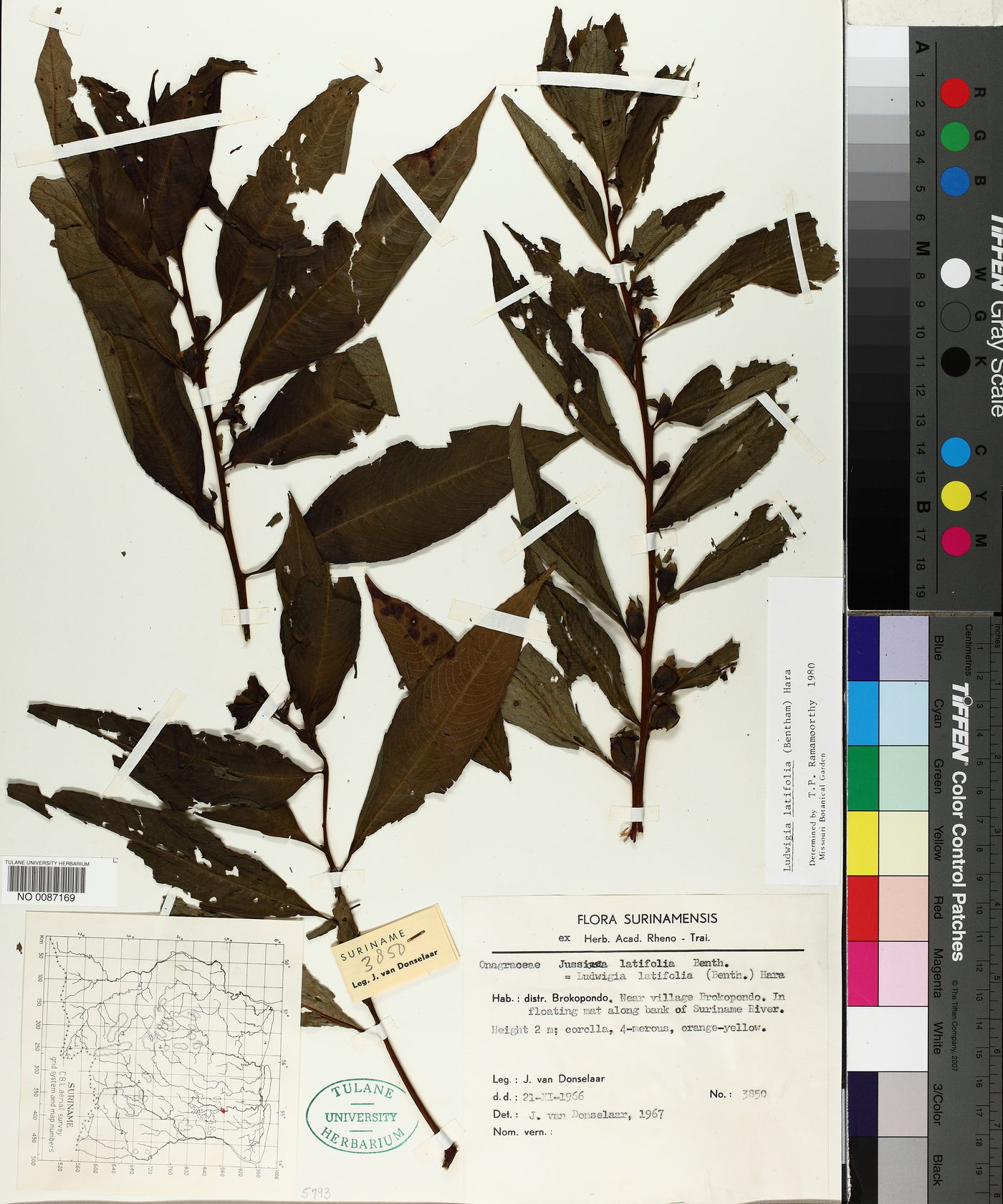 Ludwigia latifolia image