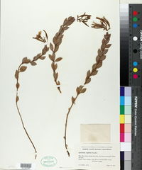 Epilobium rigidum image