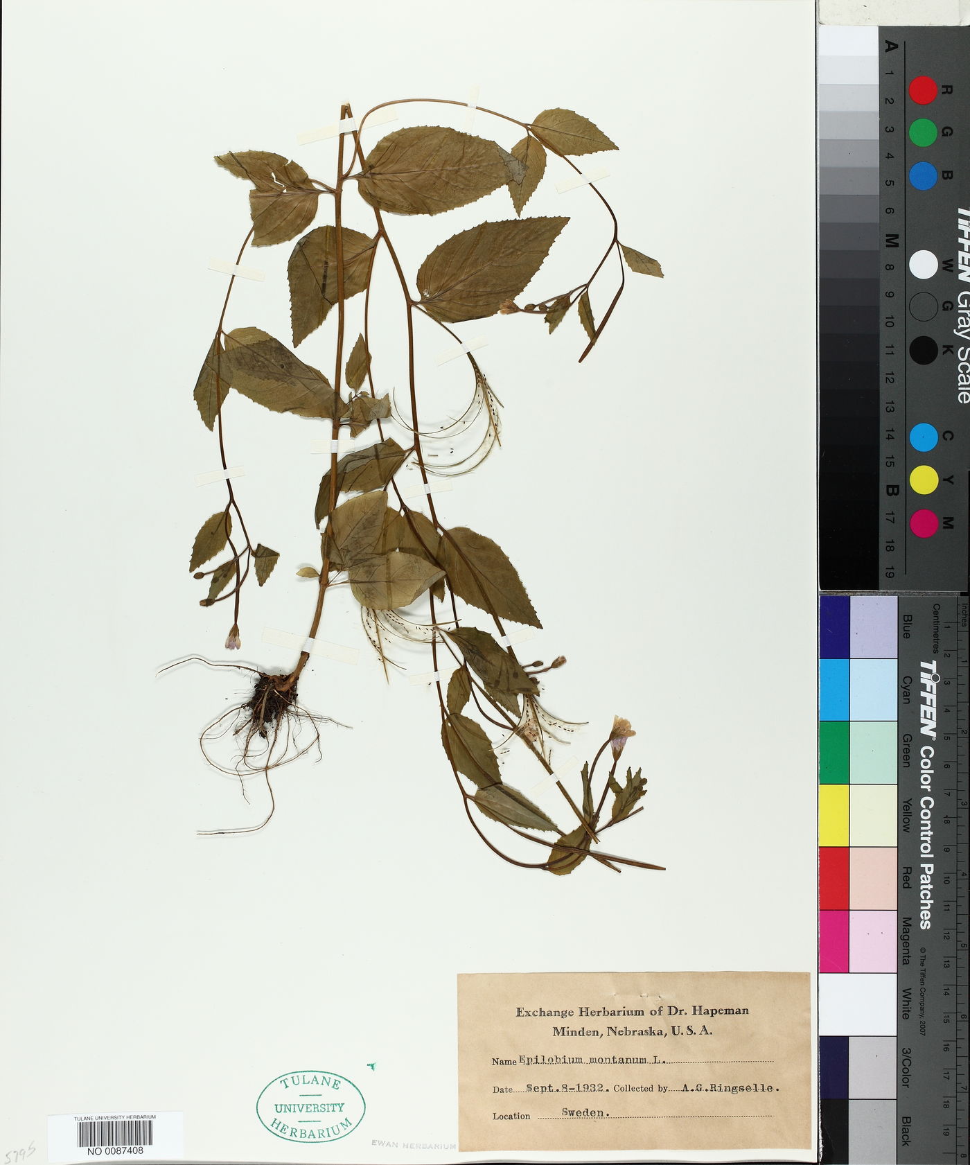 Epilobium montanum image