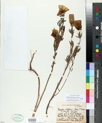 Clarkia amoena subsp. whitneyi image