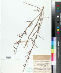 Clarkia xantiana image