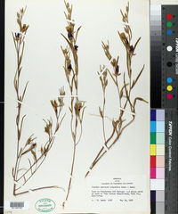 Clarkia speciosa subsp. polyantha image