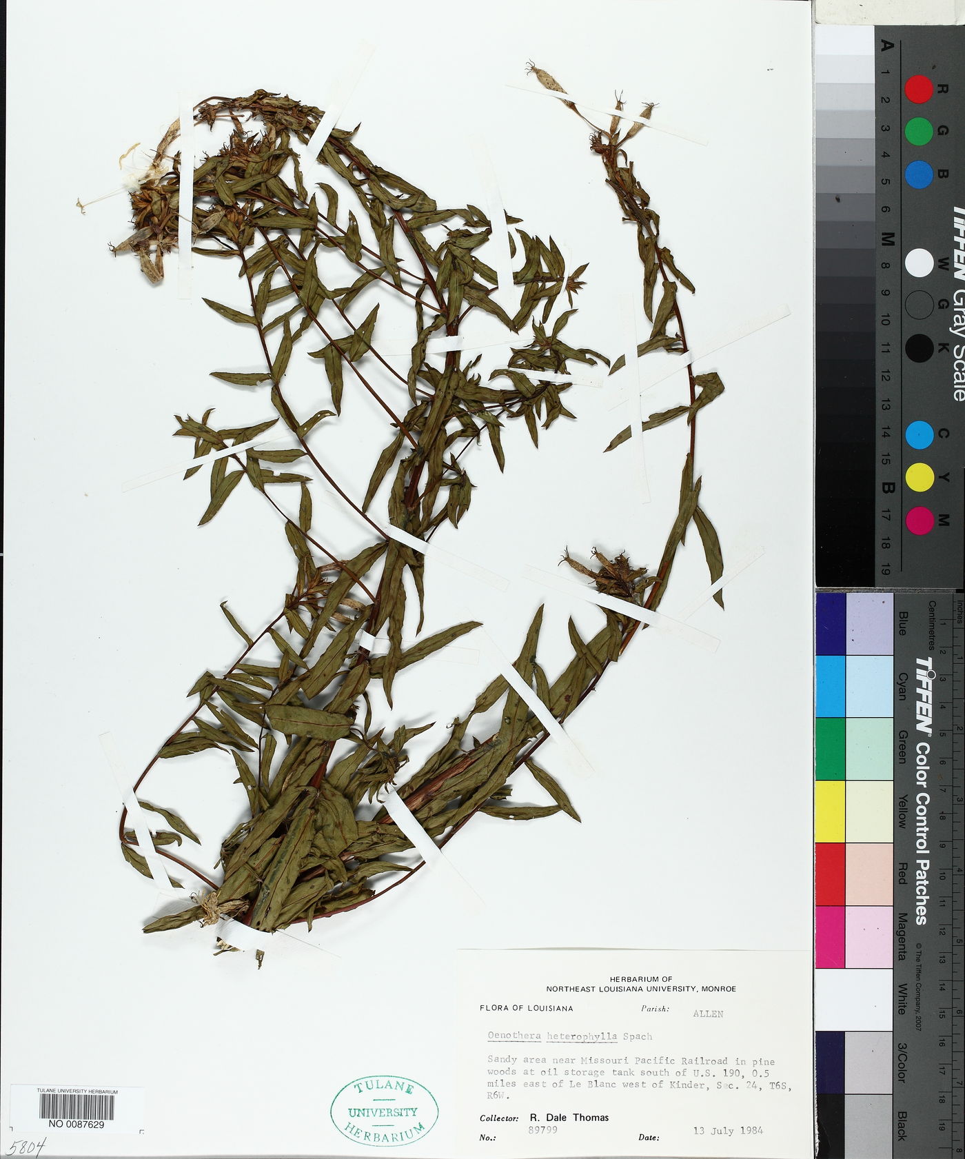 Oenothera heterophylla image
