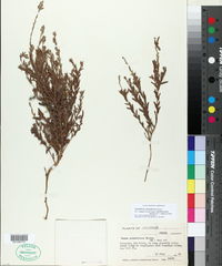 Oenothera coloradensis subsp. neomexicana image