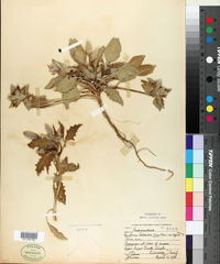 Oenothera deltoides image