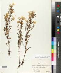 Oenothera fruticosa subsp. fruticosa image