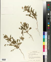 Oenothera pubescens image