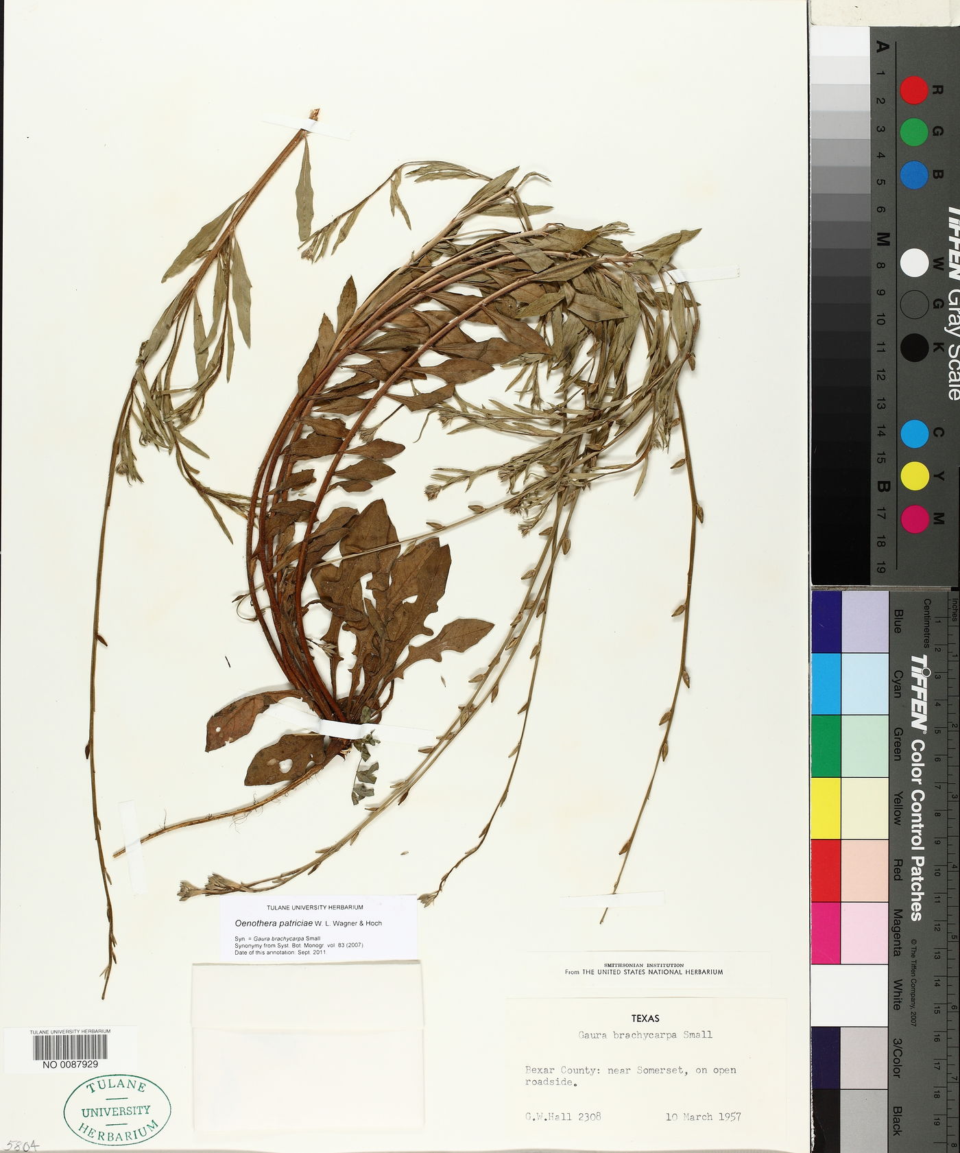 Oenothera patriciae image